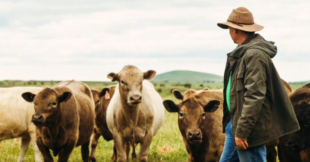 Cannings farmer with beef cattle