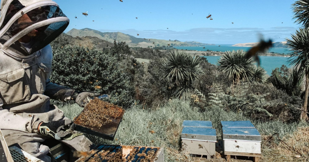 Local beekeeper in Aotearoa New Zealand