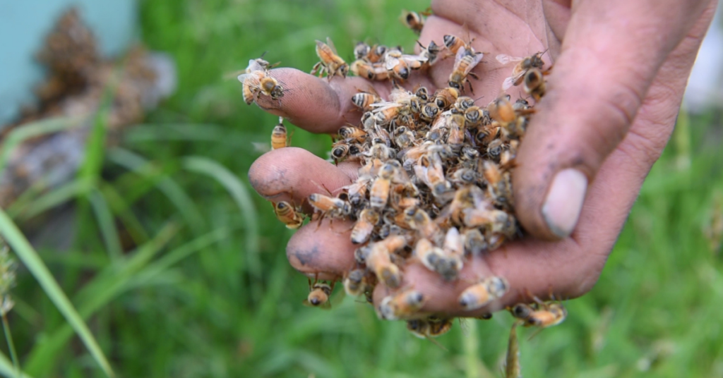 A hand full of bees