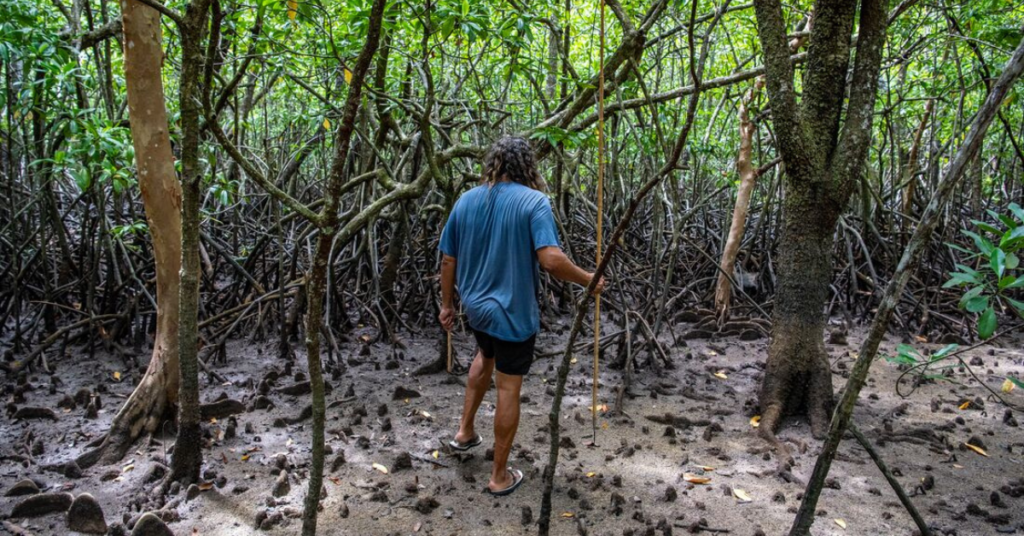 Man walking among mangroves in far North Queensland
