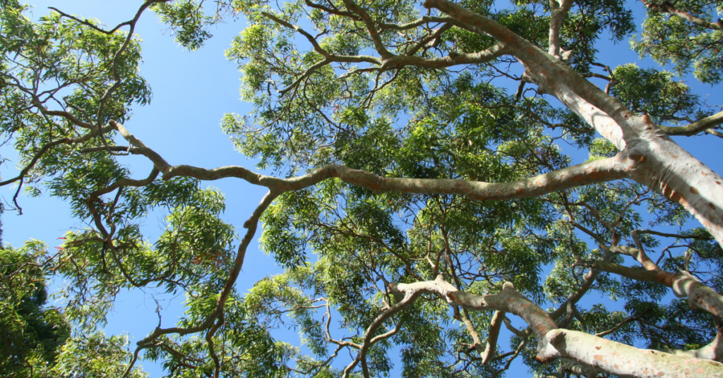 Australia gum tree