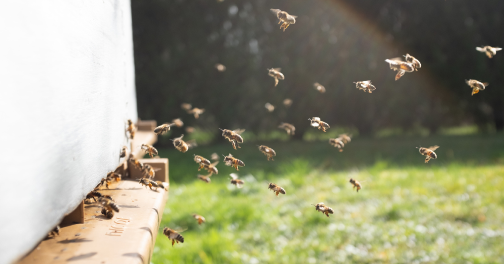 Bees flying into a hive