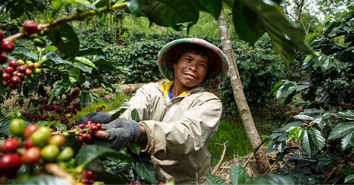 Koperasi Baithul Qiradh Baburrayyan (KBQB), Indonesia. Jumiran is a member of the cooperative. He owns 1 ha and produces around 4,200 Kg cherry per year