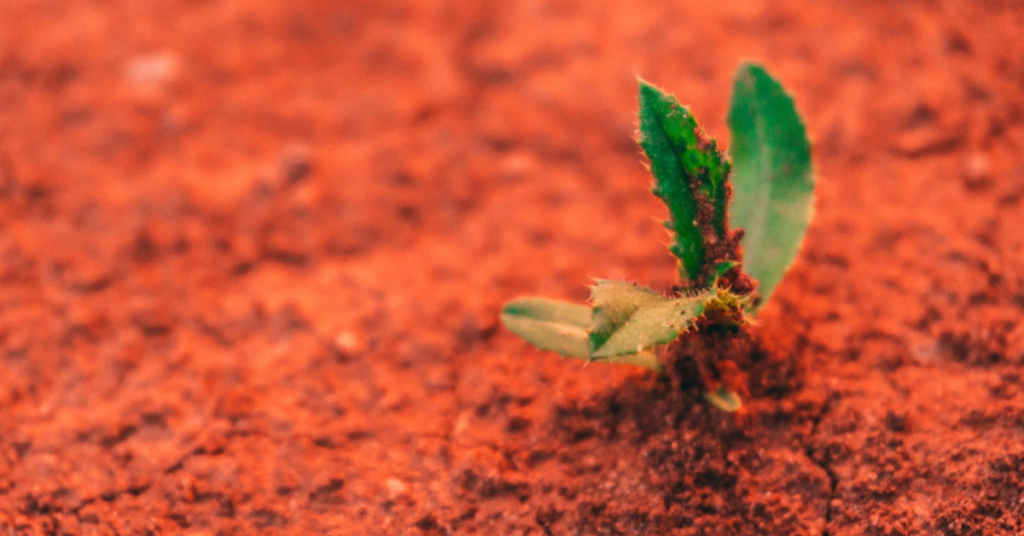 Plant growing out of red dirt
