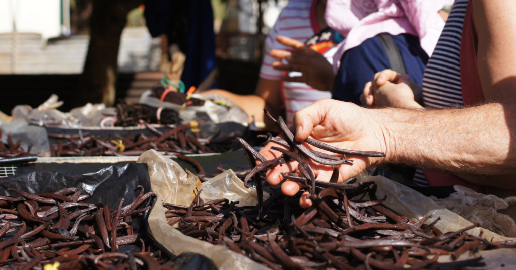 Person holding dried vanilla beans