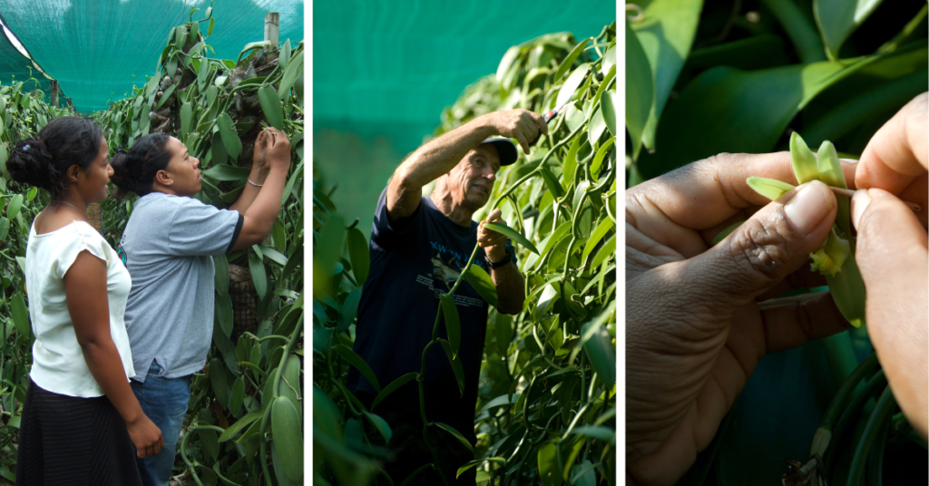 People picking vanilla beans from a vine