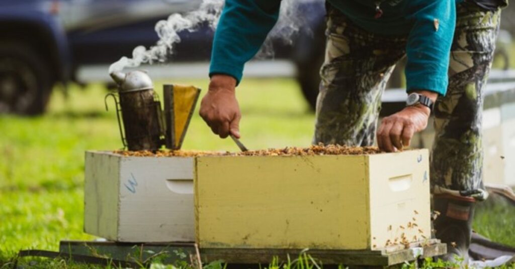 Beekeeper removing honey from a hive