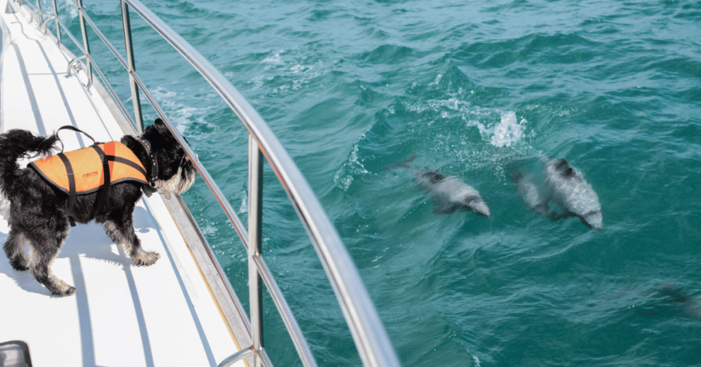 Akora Dolphins dolphin-spotting dog