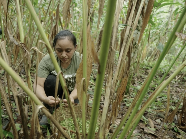 A woman harvesting cardamom, Guatemala. Film: Brewed from biodiversity, sustainability stories