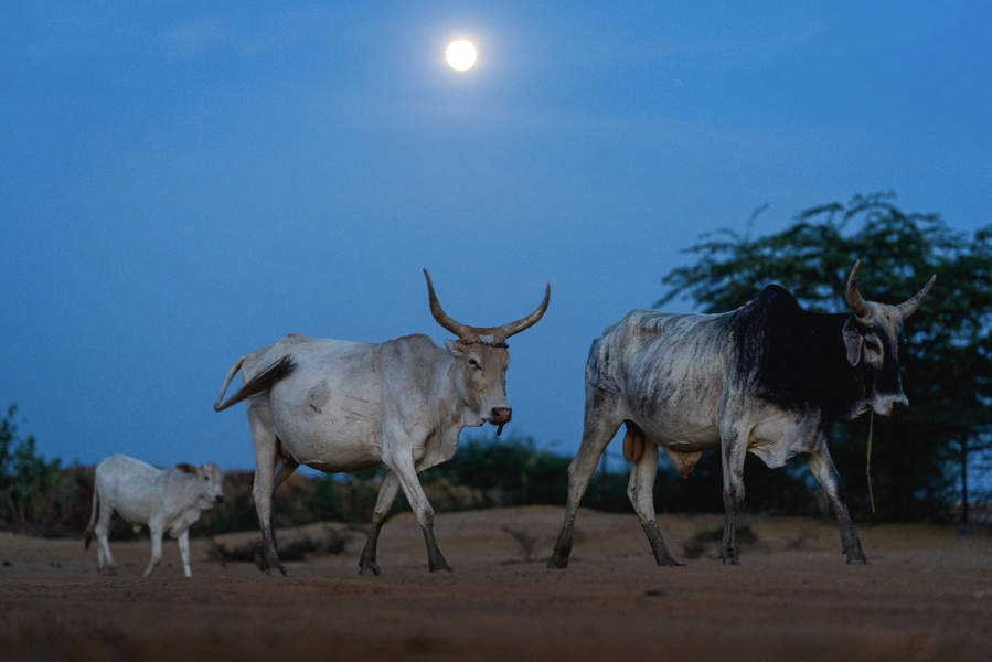 Cows walking in the moonlight, Senegal. Film: The dairy farms in the Sahel, sustainability stories